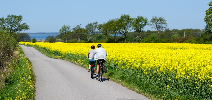 Cyklister i vårlandskap Foto:Mostphotos Kennerth Kullman