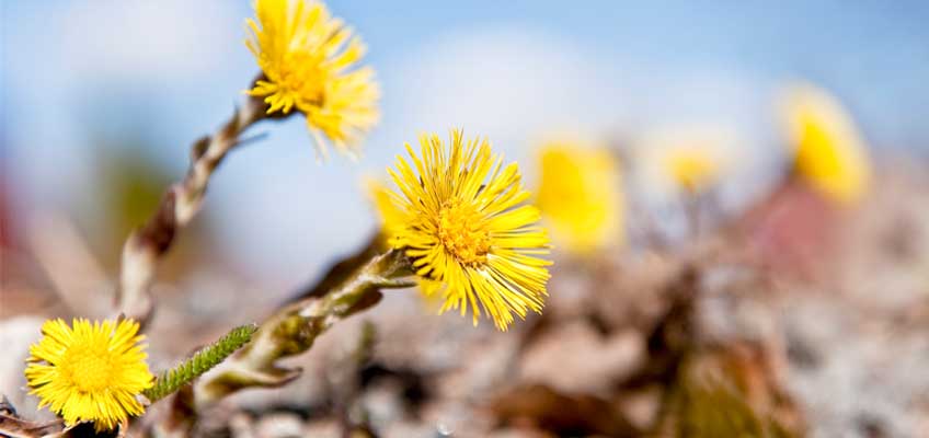 Tussilago